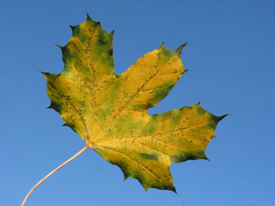 green-leaf-fall